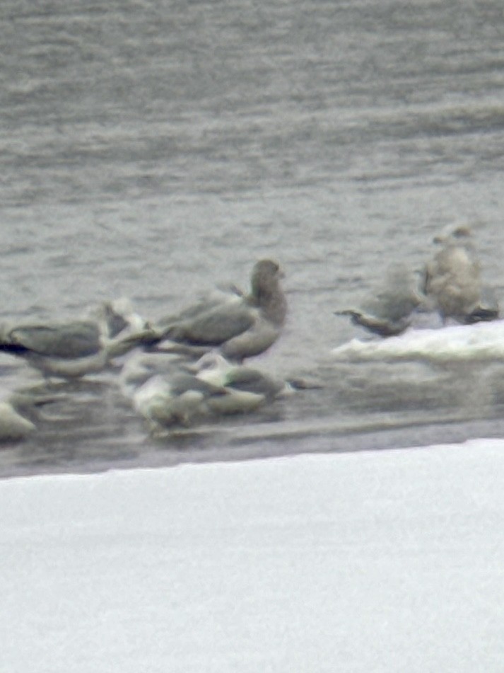American Herring Gull - ML646211899