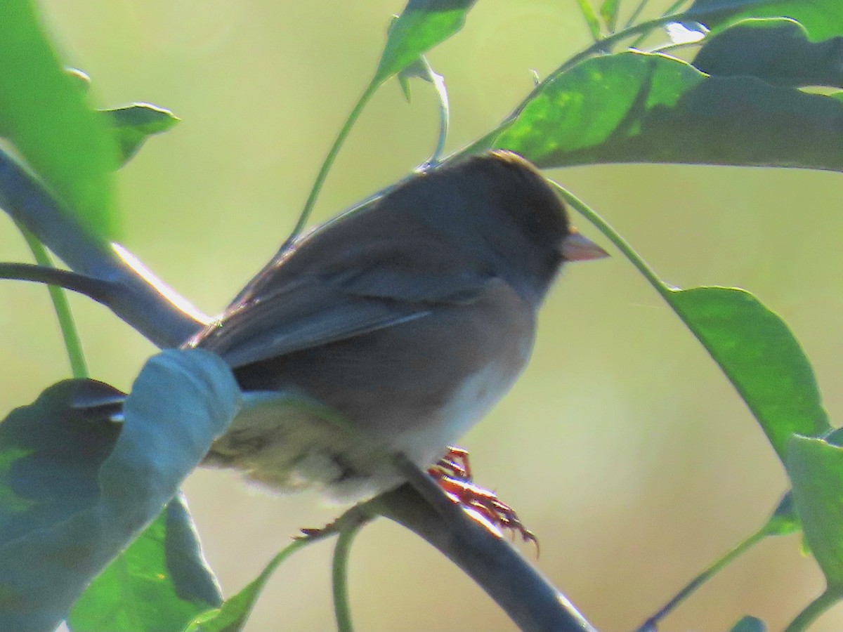 Dark-eyed Junco - ML646211904
