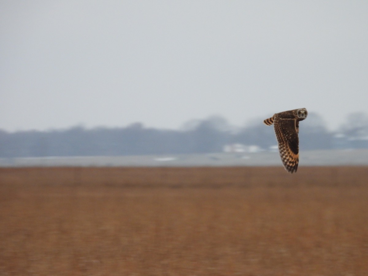 Short-eared Owl - ML646211913