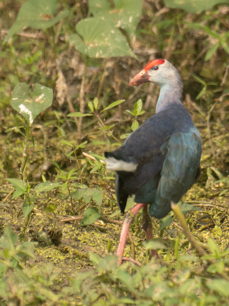 Uroilo urdin burugrisa - ML646211918