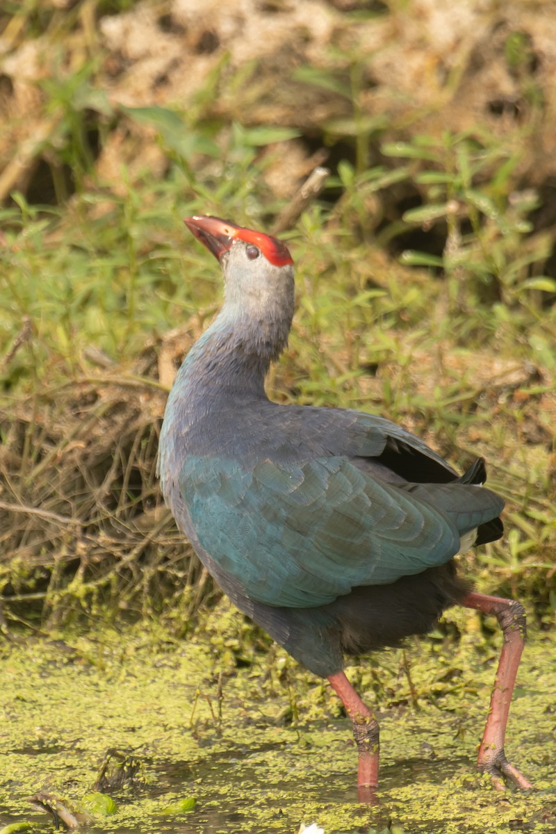 Uroilo urdin burugrisa - ML646211919