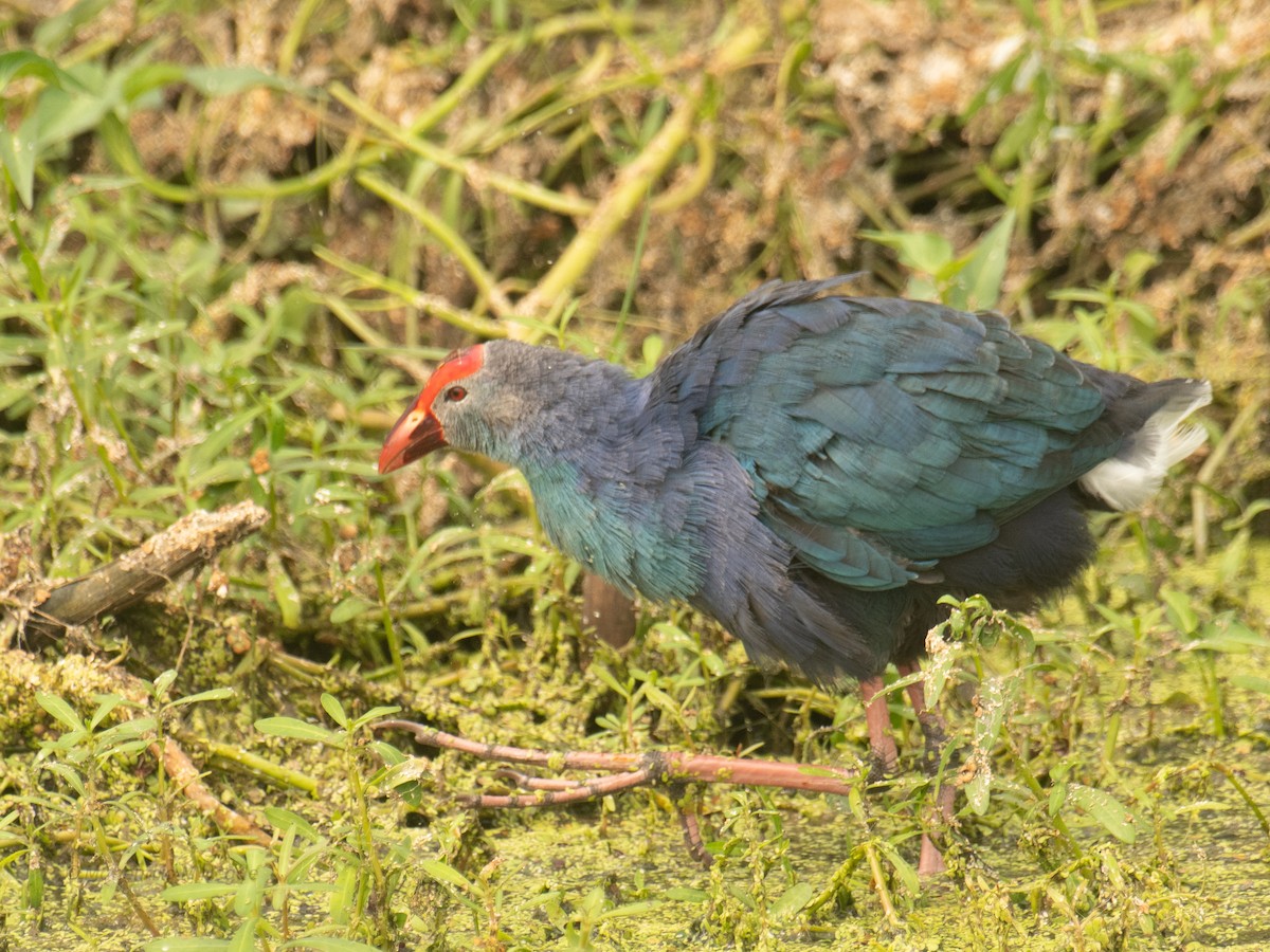 Uroilo urdin burugrisa - ML646211920