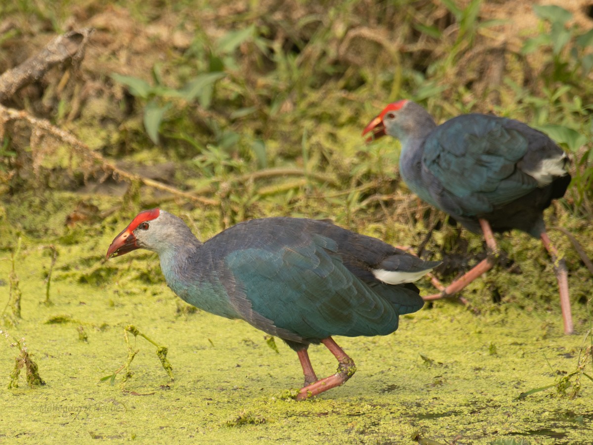 Uroilo urdin burugrisa - ML646211922