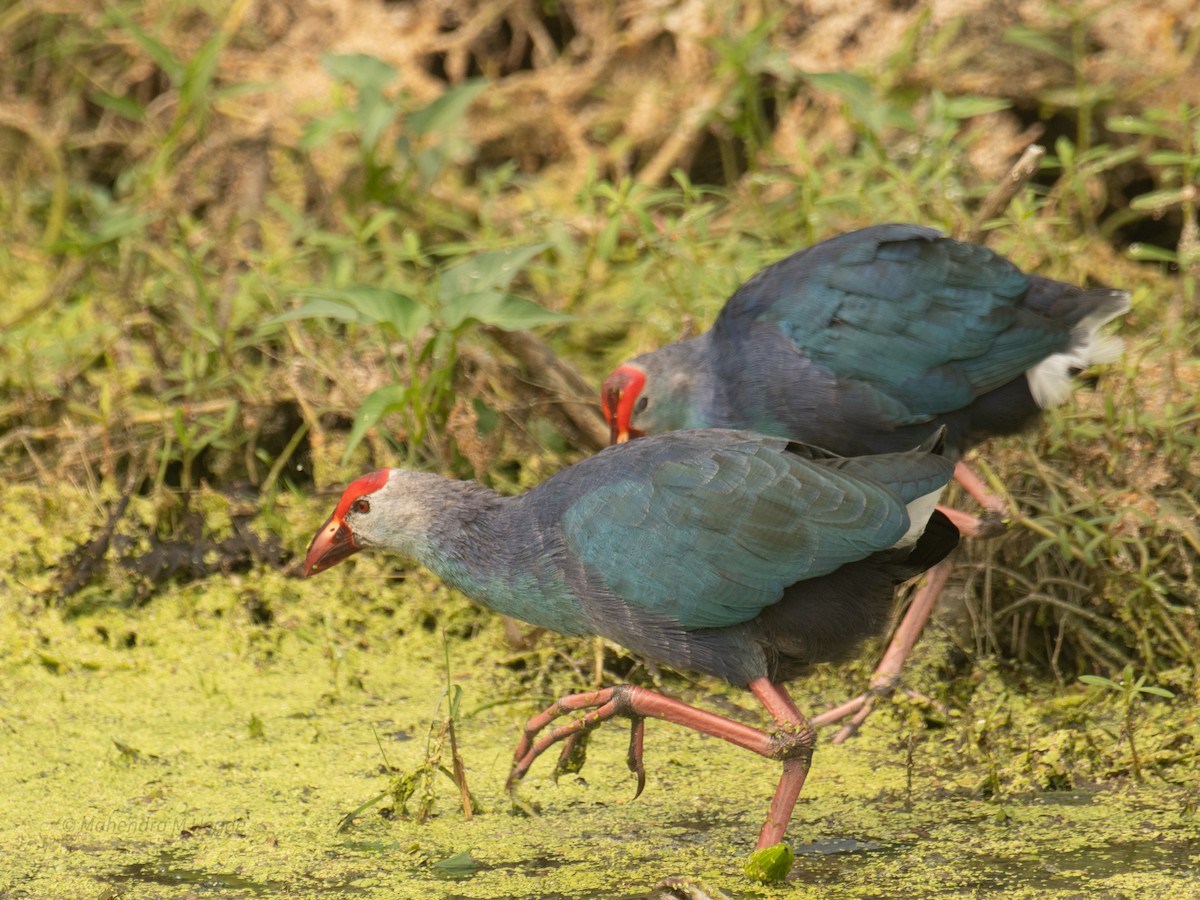 Uroilo urdin burugrisa - ML646211924