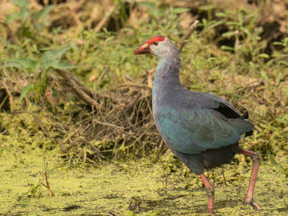 Uroilo urdin burugrisa - ML646211927
