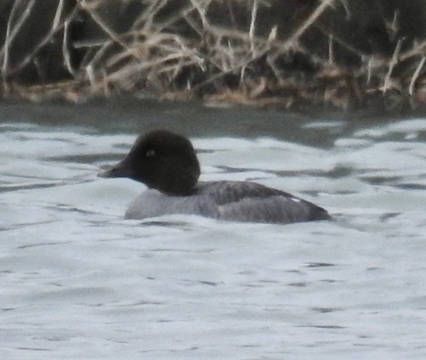 Common Goldeneye - ML646211928