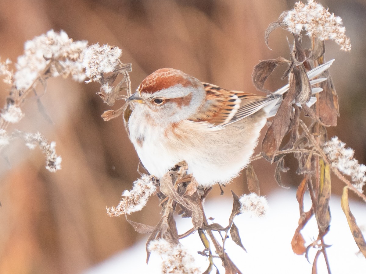 Пасовник північний - ML646211933