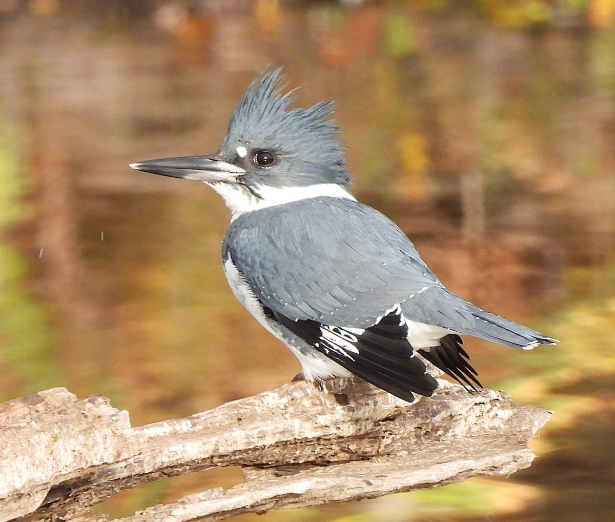 Martin handi iparramerikarra - ML646211937