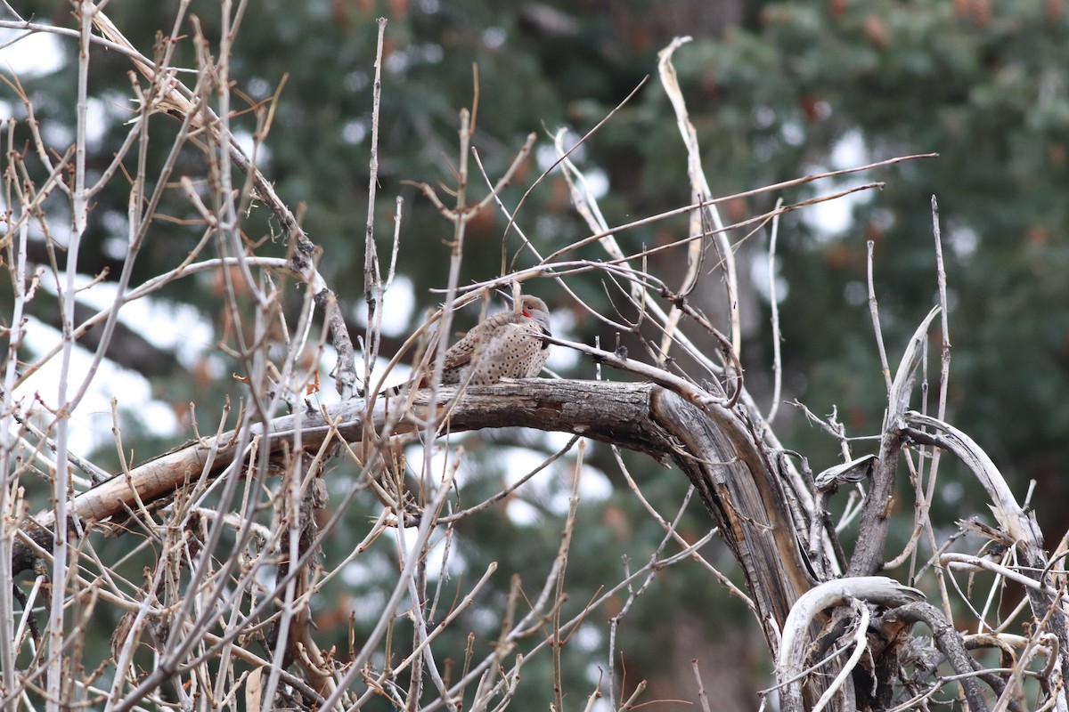 Northern Flicker - ML646211939