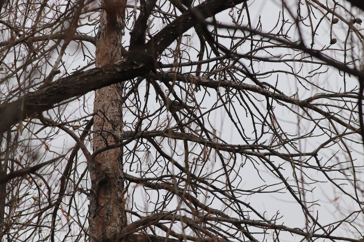 Northern Flicker - ML646211940