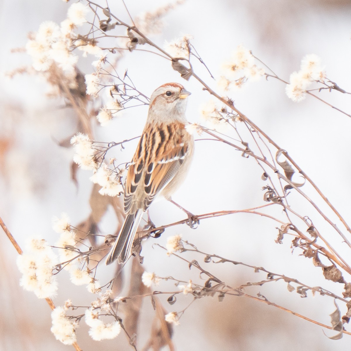 Пасовник північний - ML646211943