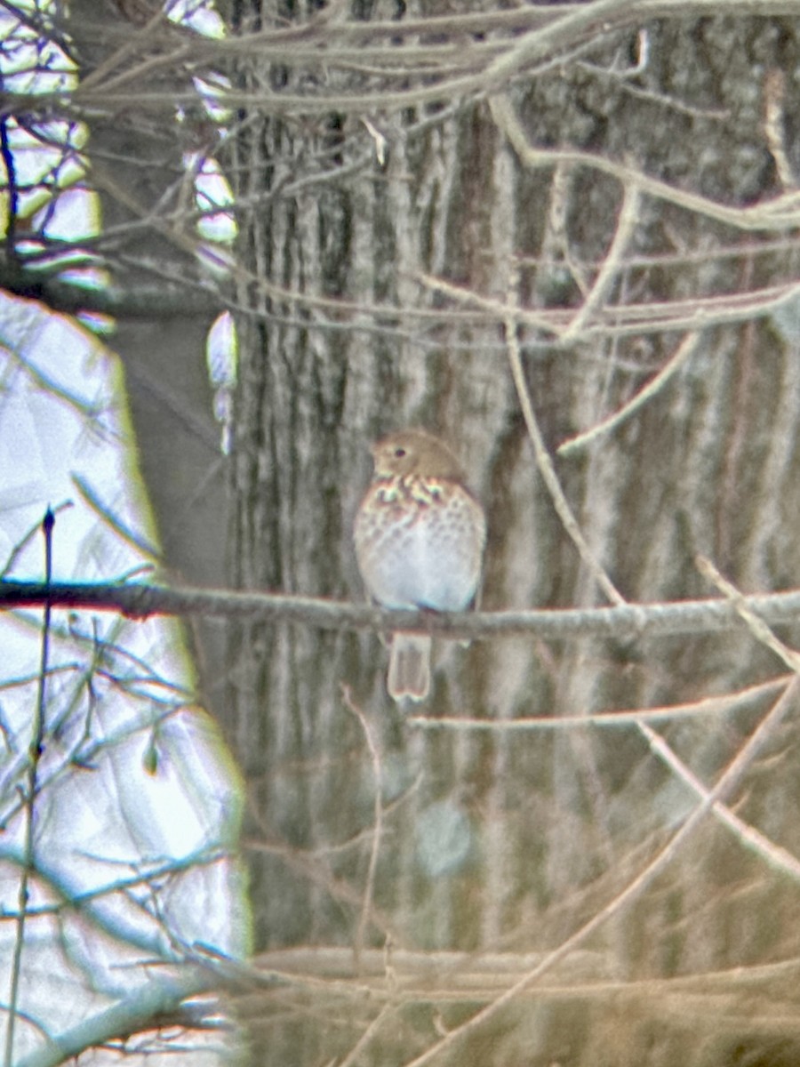 Дрізд-короткодзьоб плямистоволий - ML646211962