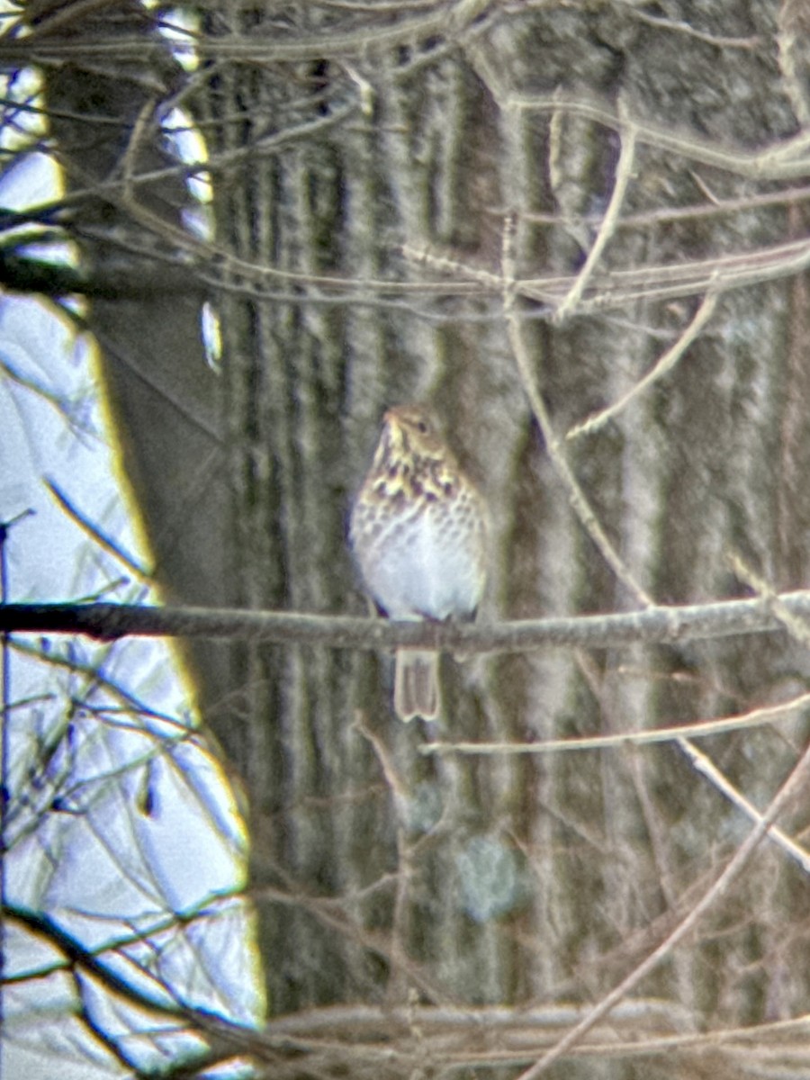 Дрізд-короткодзьоб плямистоволий - ML646211963