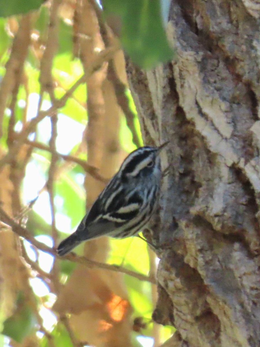 Black-and-white Warbler - ML646211964