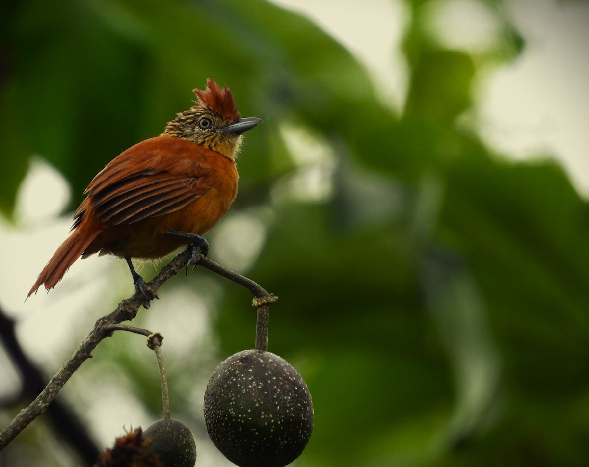 Barred Antshrike (Barred) - ML646211973