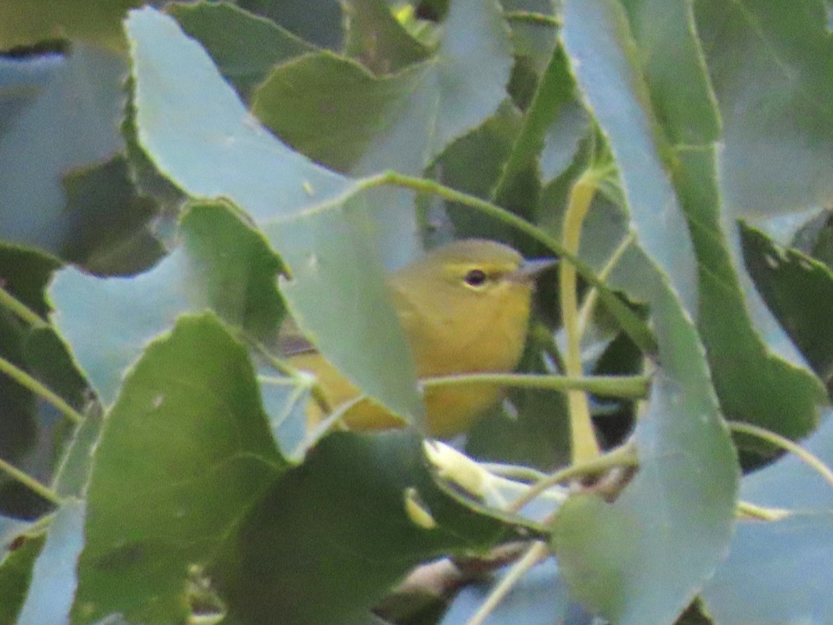 Orange-crowned Warbler - ML646211977