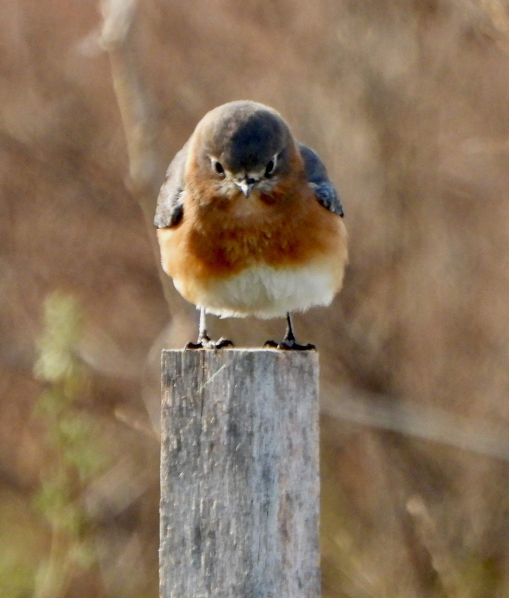 Блакитник східний - ML646211980