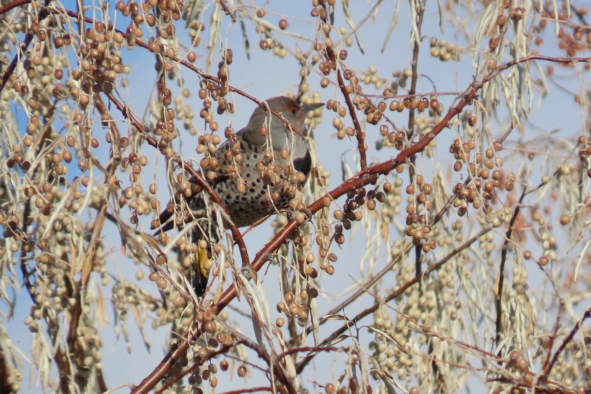 datel zlatý (ssp. luteus x cafer) - ML646211981