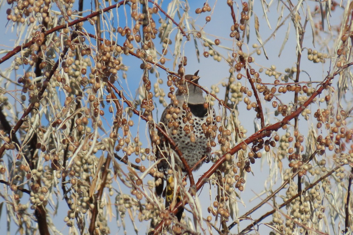 datel zlatý (ssp. luteus x cafer) - ML646211982