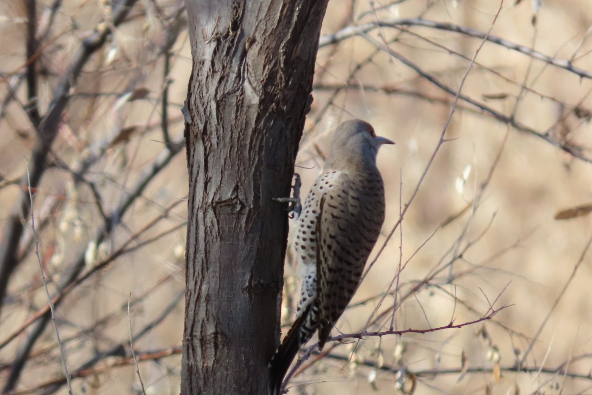 datel zlatý (ssp. luteus x cafer) - ML646211983