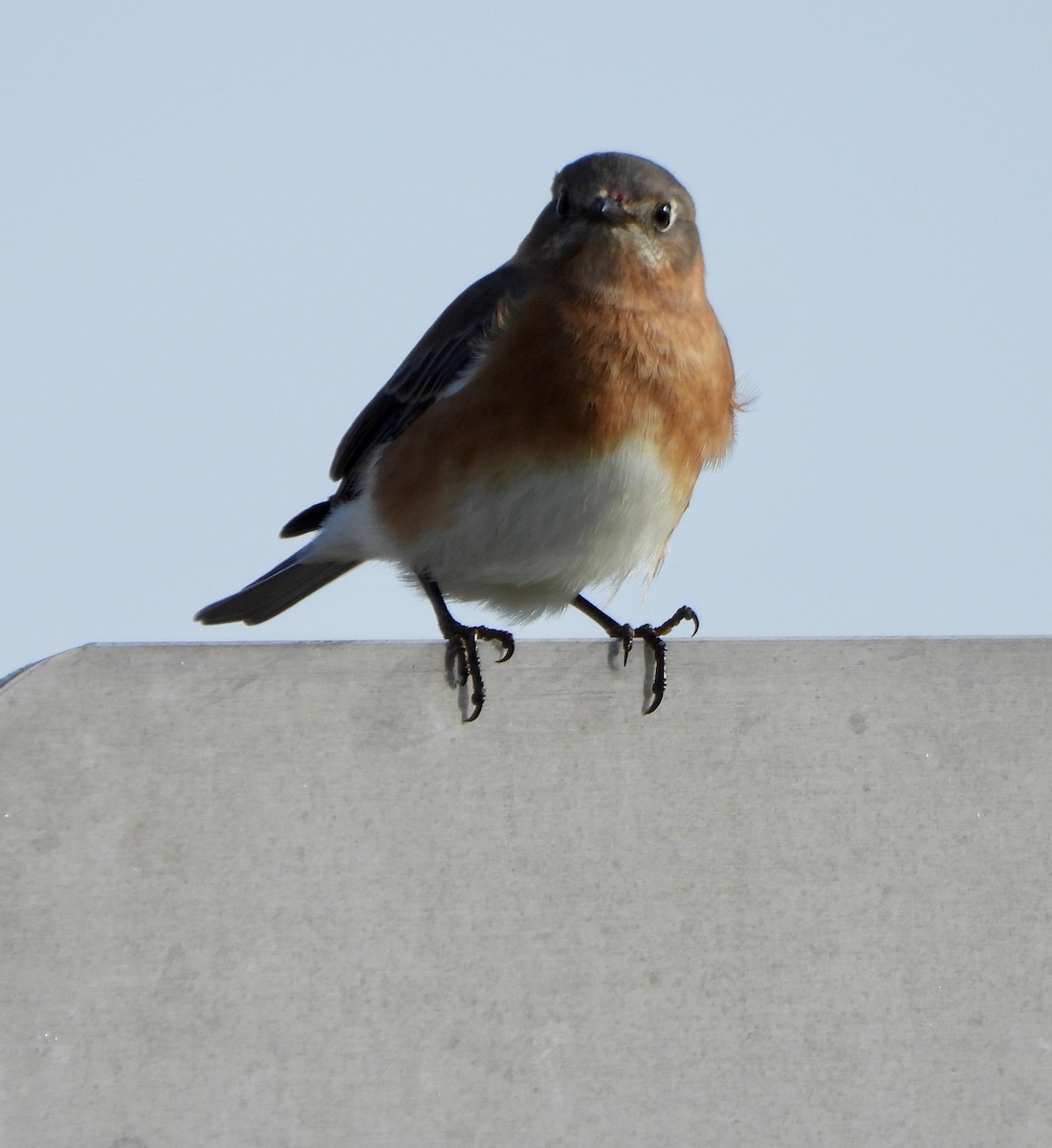 Блакитник східний - ML646211987