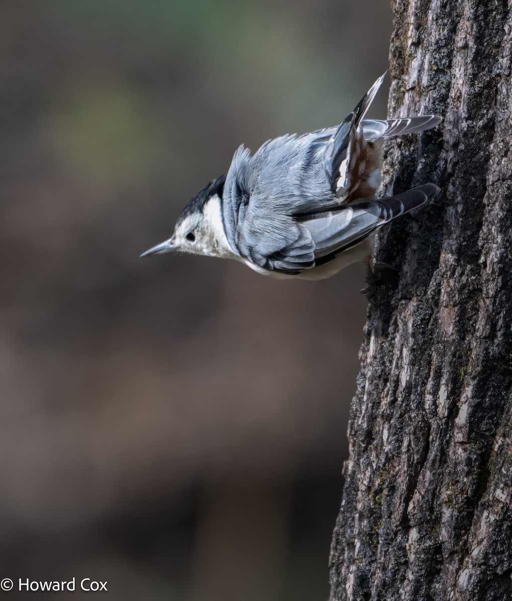 Sittelle à poitrine blanche - ML646211992