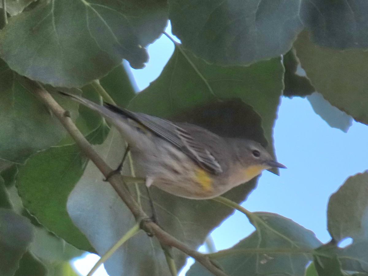 Yellow-rumped Warbler - ML646211993