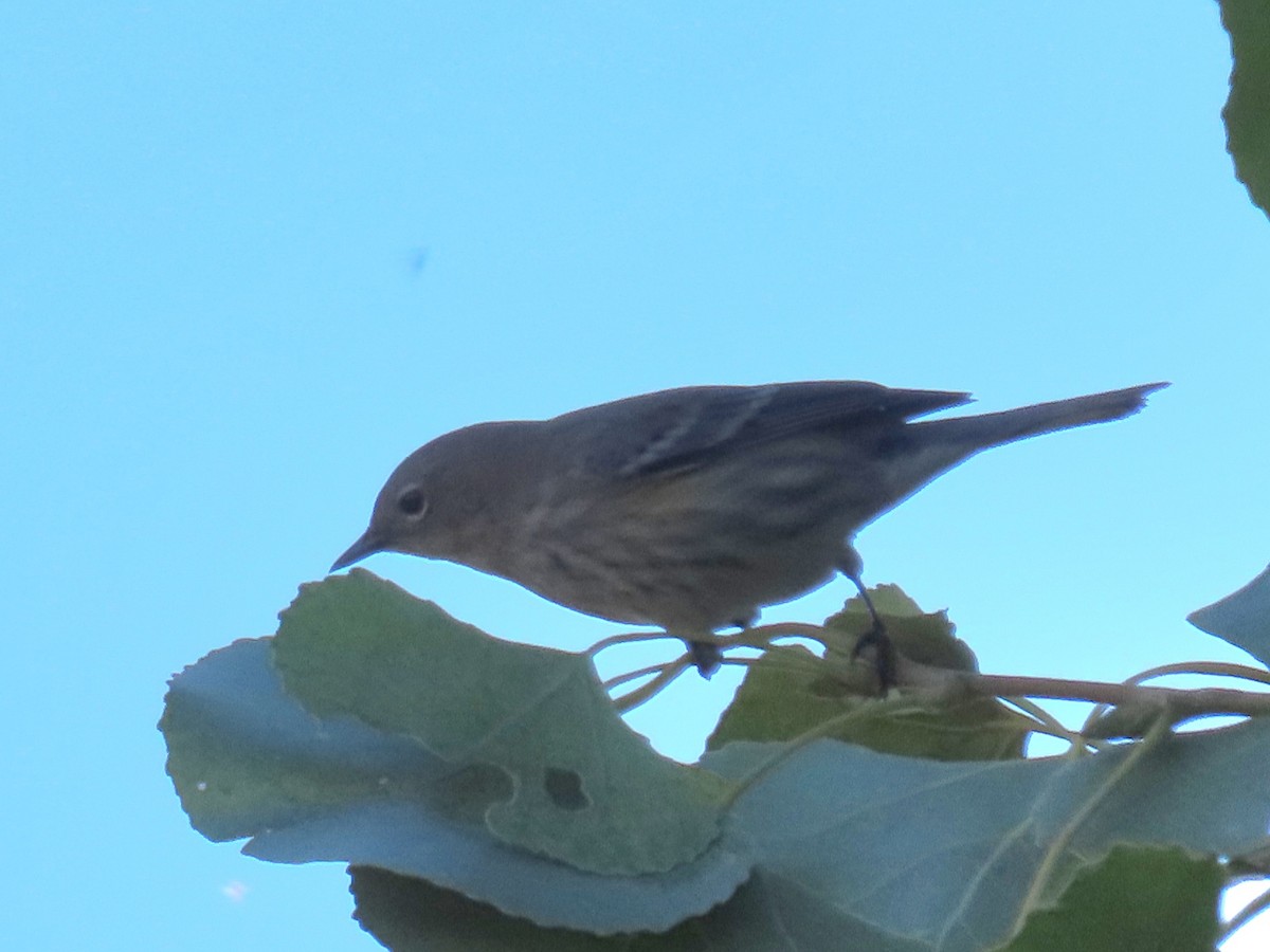 Yellow-rumped Warbler - ML646211994