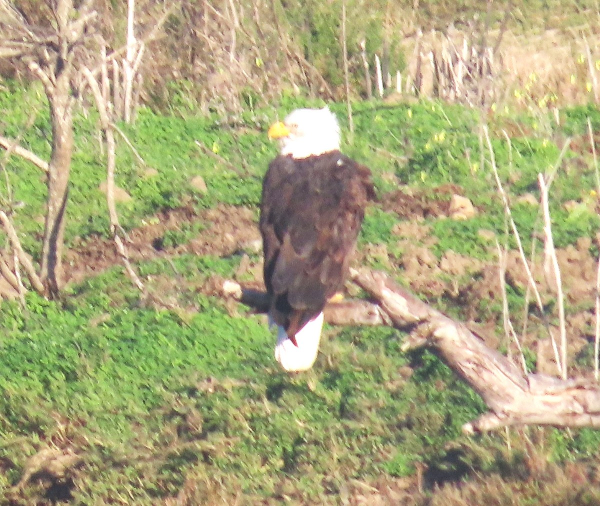 ハクトウワシ - ML646212003