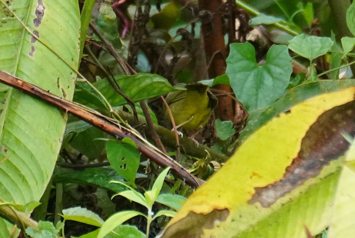 Mourning Warbler - ML646212004