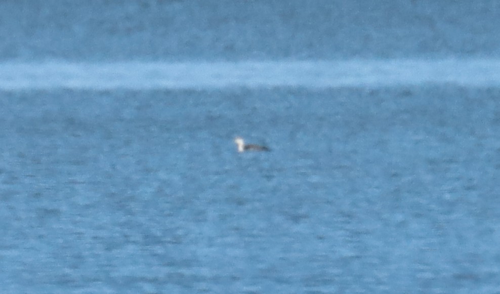 Red-throated Loon - ML646212008