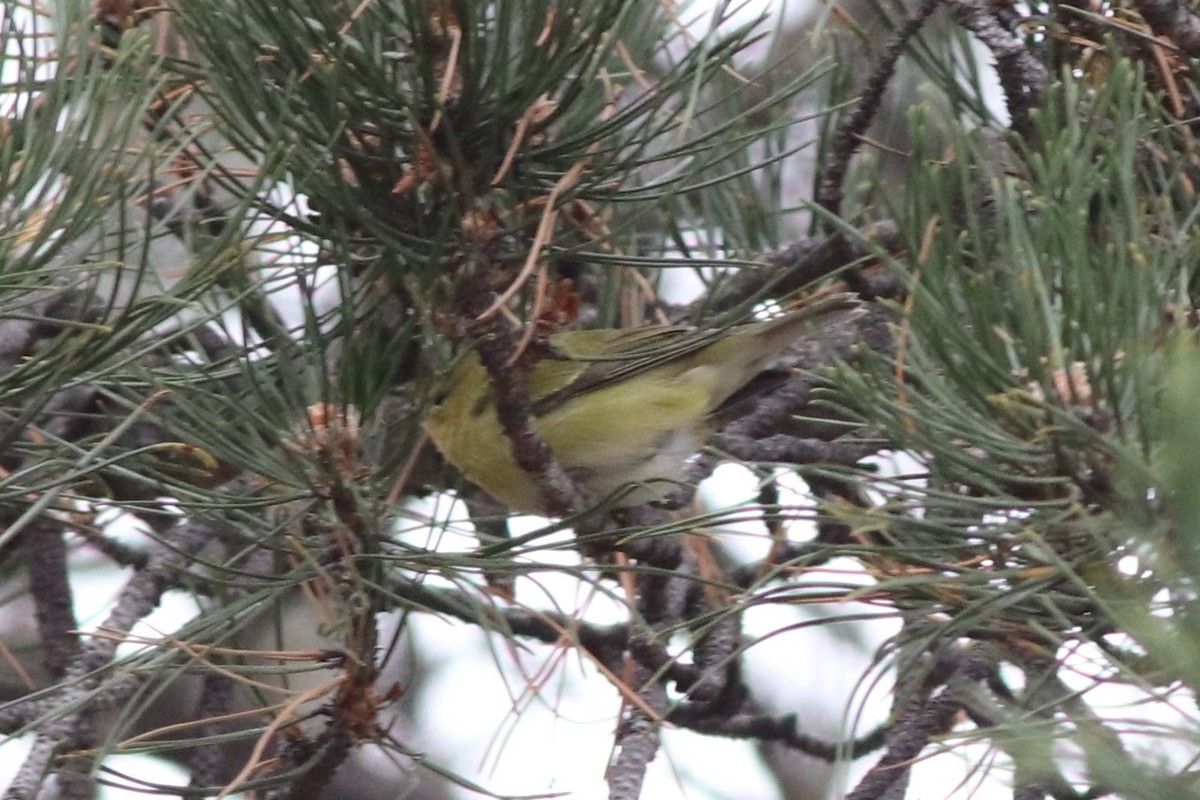 Tennessee Warbler - ML646212017
