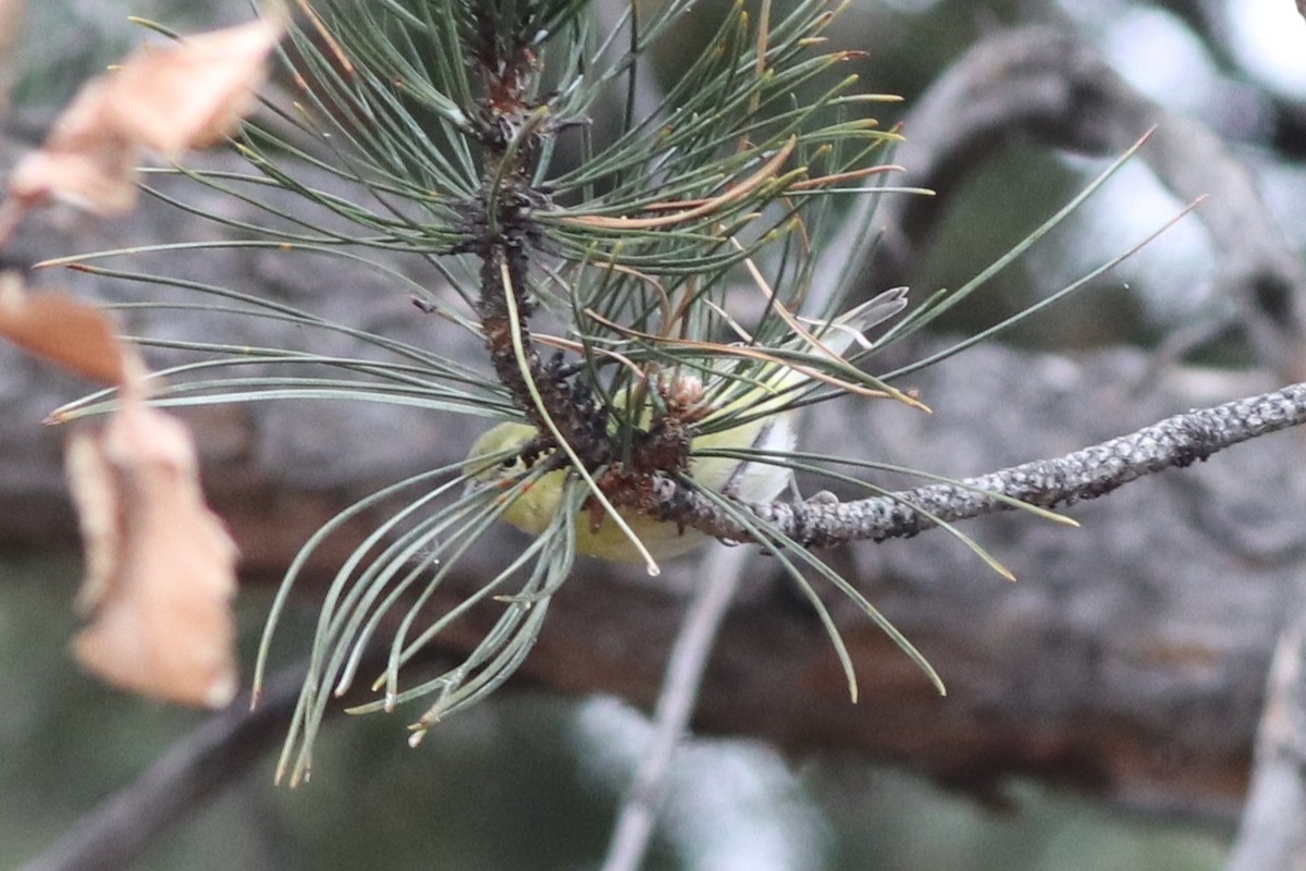 Tennessee Warbler - ML646212018