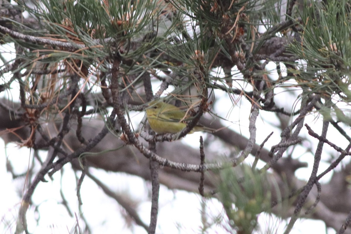 Tennessee Warbler - ML646212019