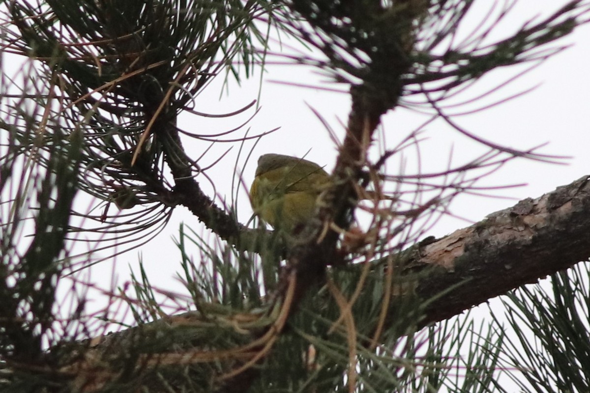 Nashville Warbler - ML646212020