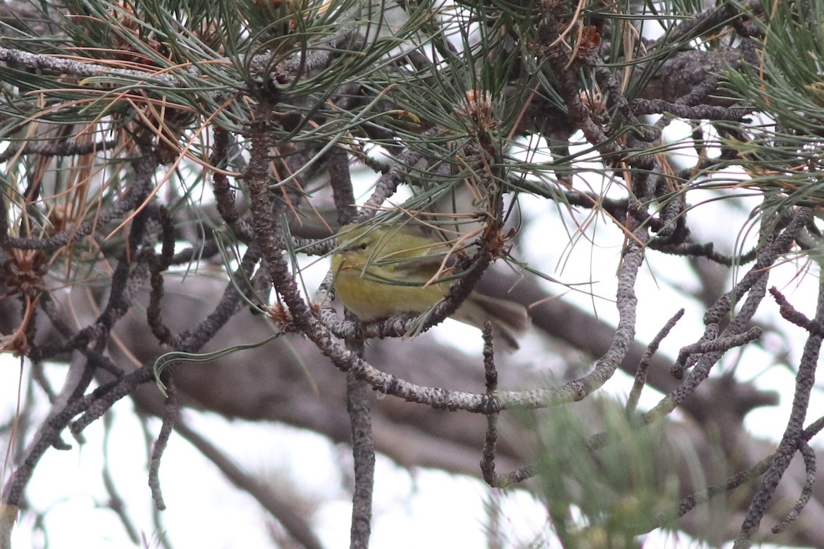 Tennessee Warbler - ML646212021
