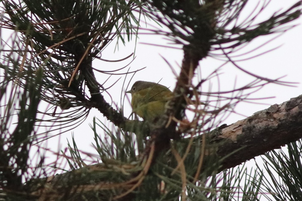 Nashville Warbler - ML646212022