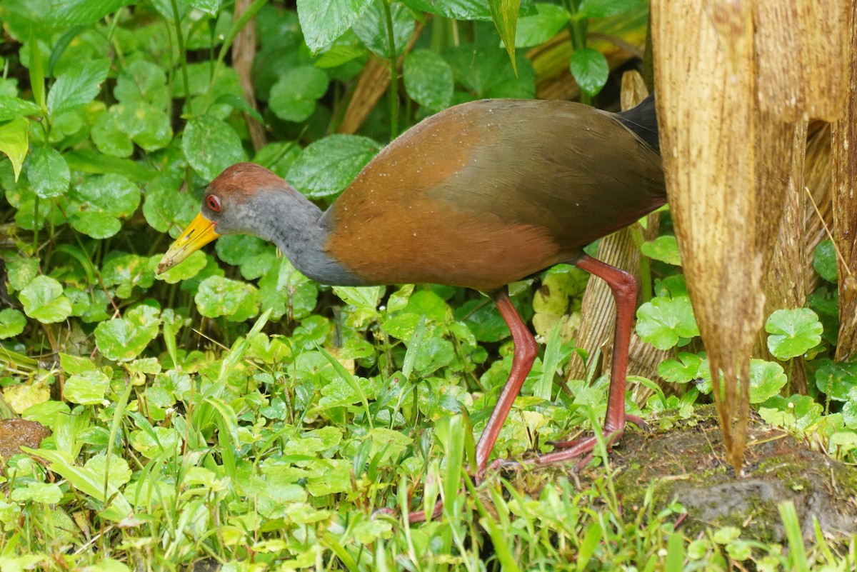 Russet-naped Wood-Rail - ML646212023