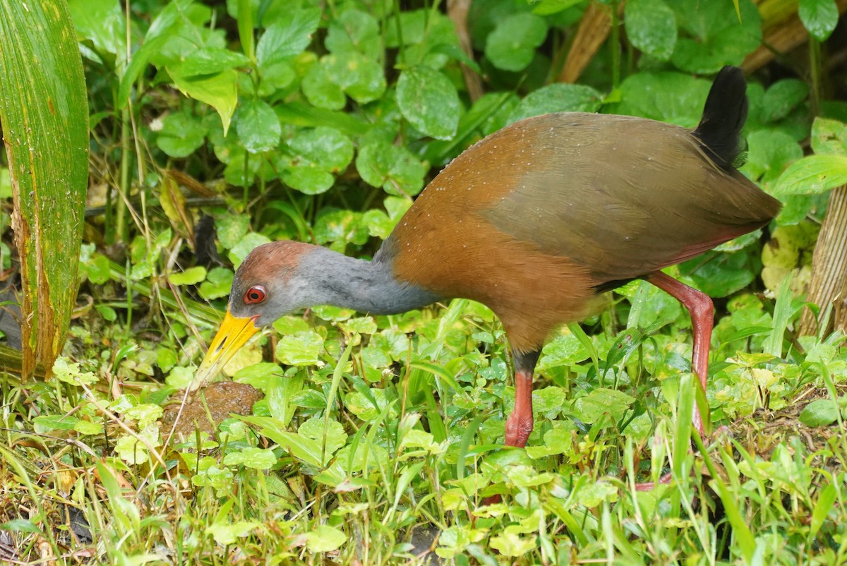 Russet-naped Wood-Rail - ML646212024