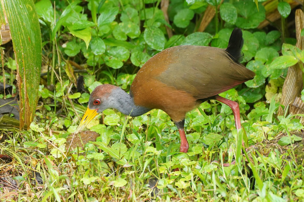 Russet-naped Wood-Rail - ML646212025