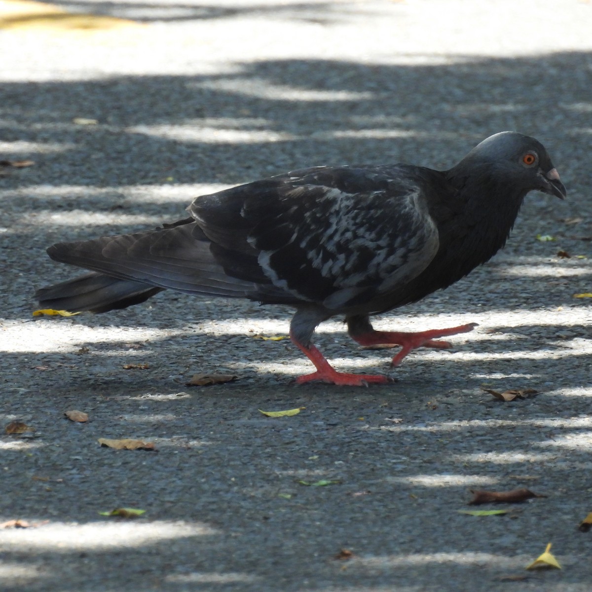 Pigeon biset (forme domestique) - ML646212026