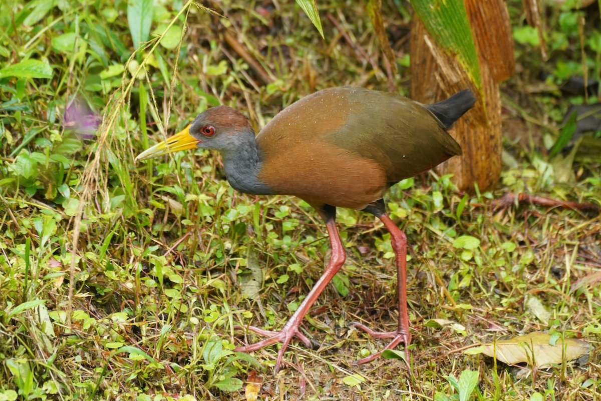 Russet-naped Wood-Rail - ML646212027