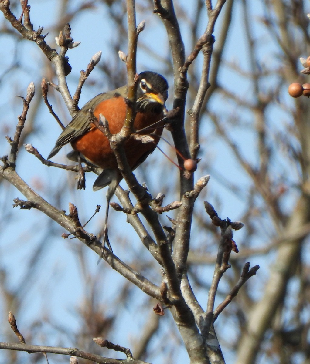 Merle d'Amérique - ML646212028