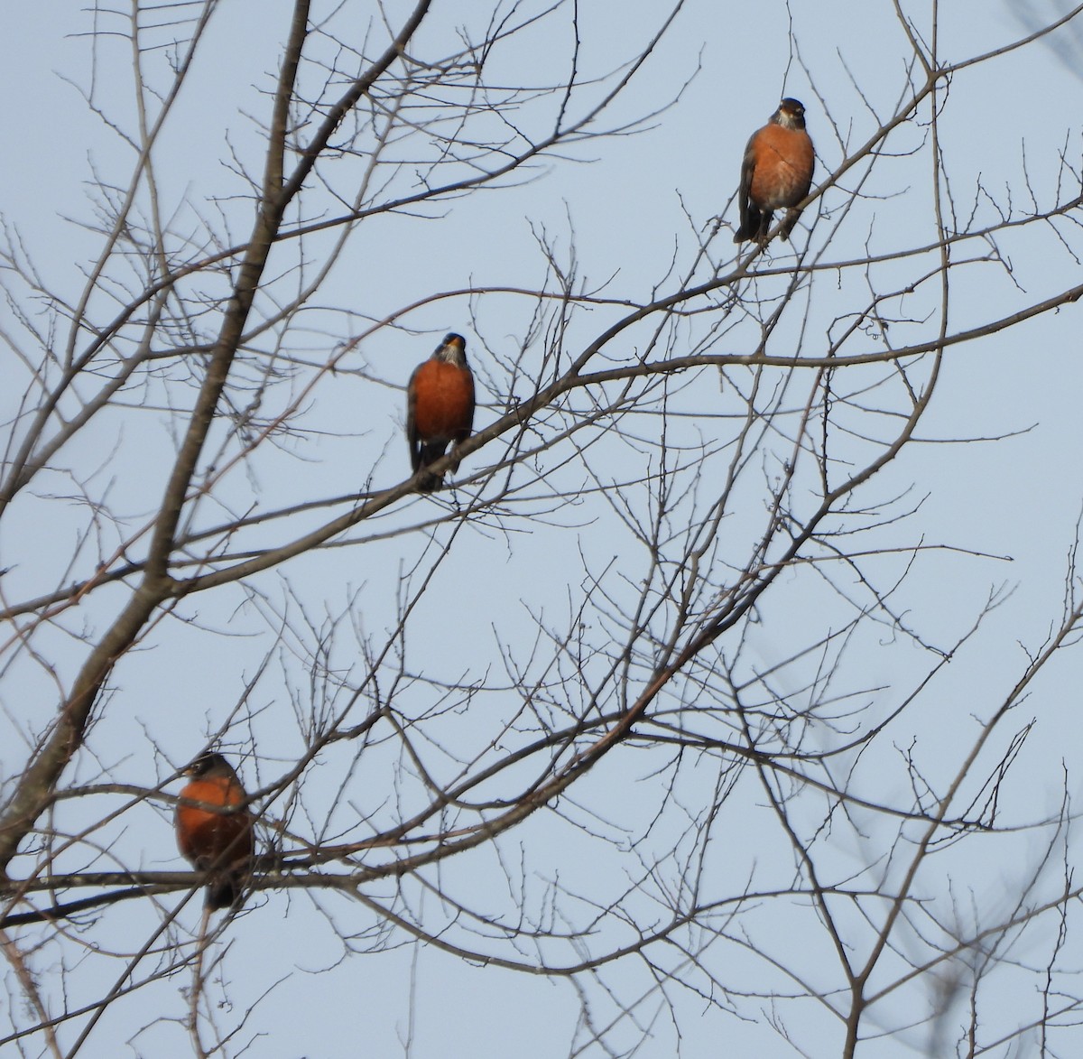 Merle d'Amérique - ML646212029