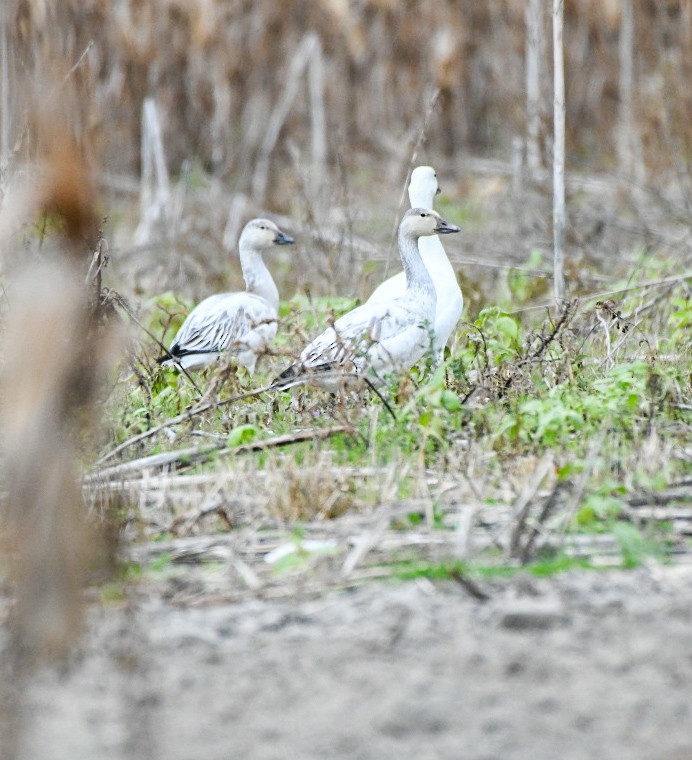 Oie des neiges - ML646212031