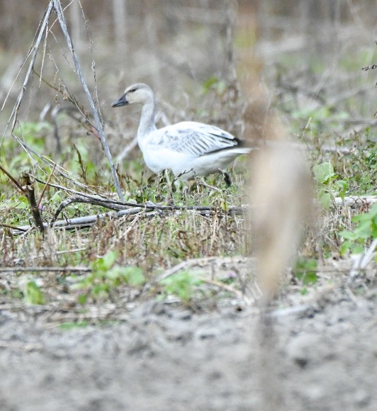 Oie des neiges - ML646212032