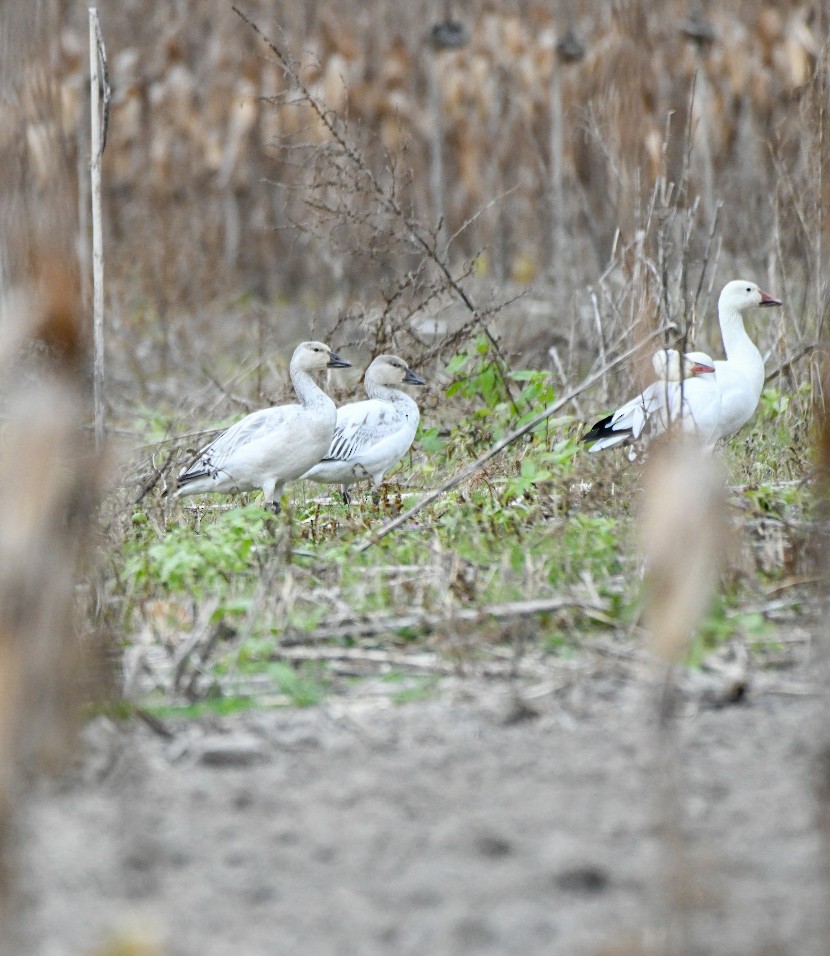 Oie des neiges - ML646212034