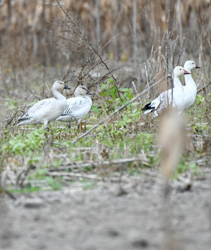 Oie des neiges - ML646212035