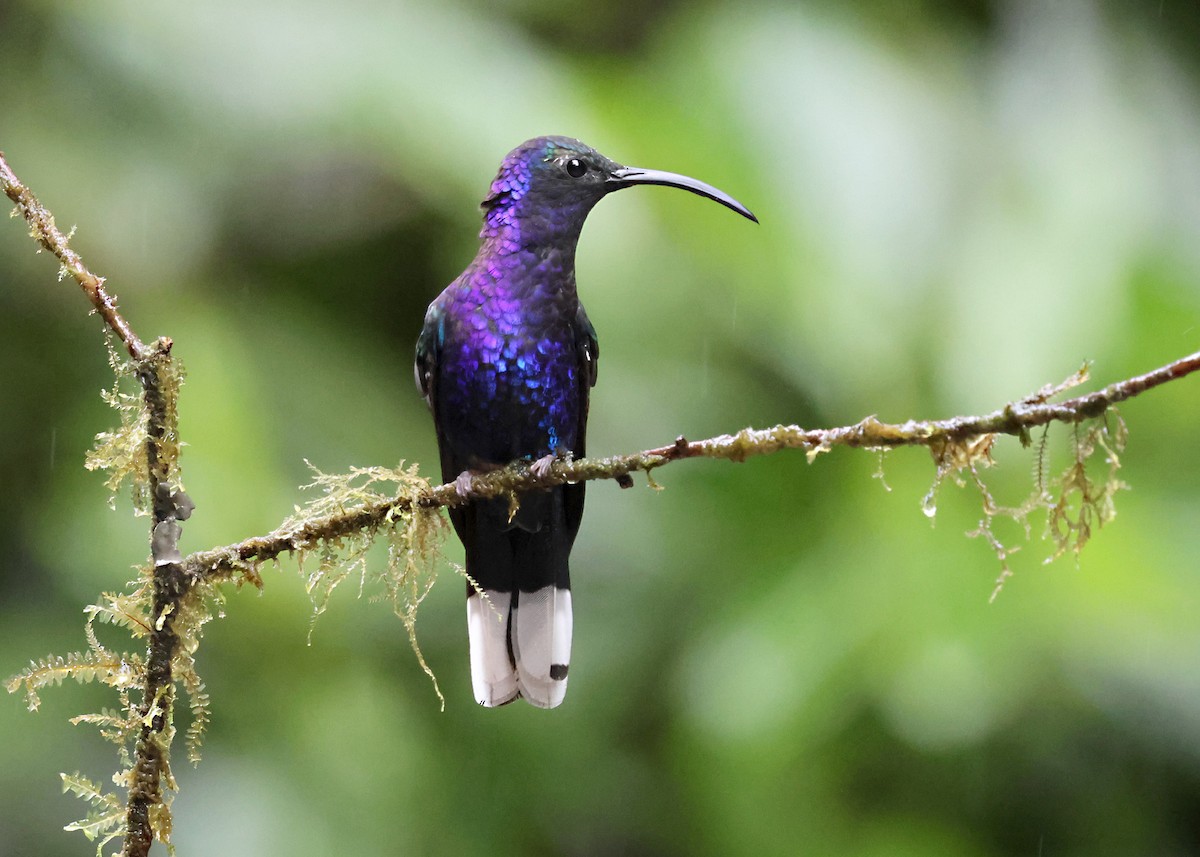 Campyloptère violet - ML646212036