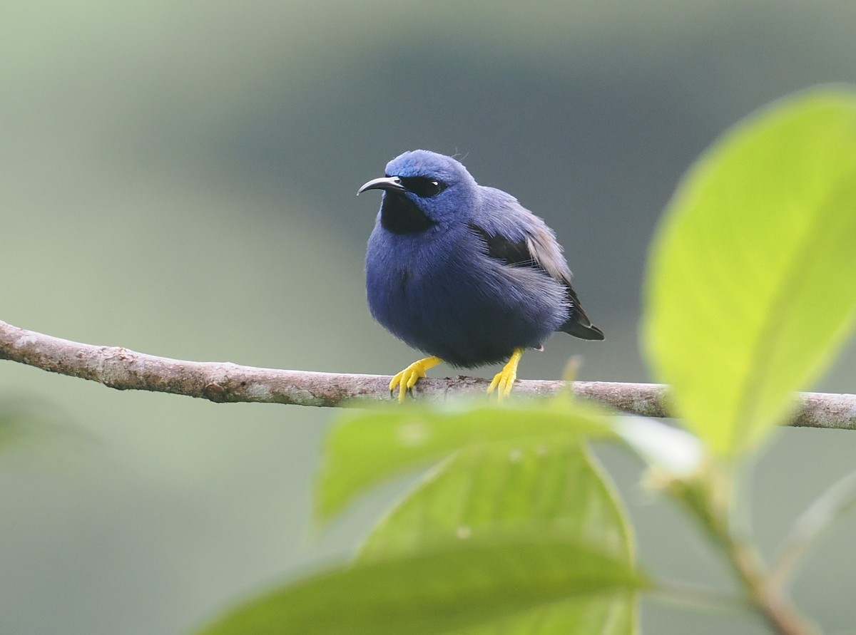 Guit-guit céruléen - ML646212037